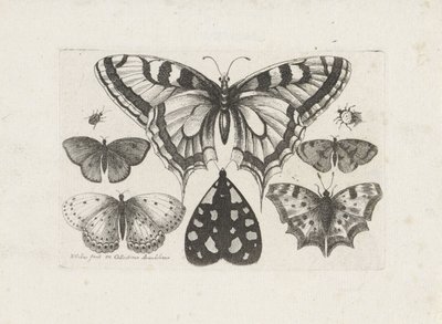 Farfalle, scarabei e una falena (serie: Insetti) da Wenceslaus Hollar