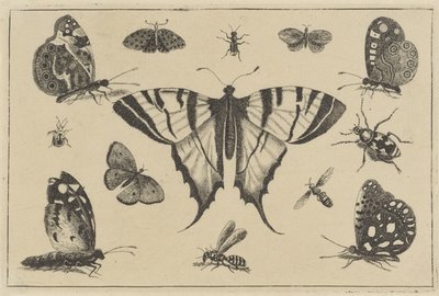 Farfalle, vespa e altri insetti (Diversae Insectorum) da Wenceslaus Hollar