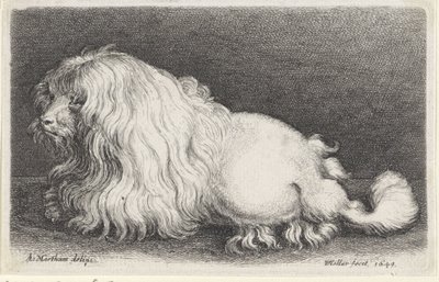 Cane bianco da Wenceslaus Hollar