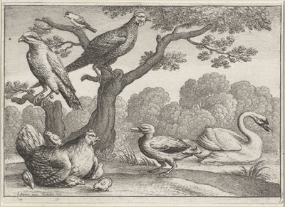 Cigno, gallina con pulcini e altri uccelli (Diversi uccelli) da Wenceslaus Hollar