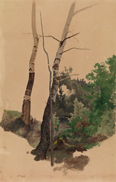 Due tronchi e cespugli di betulla nudi da Werner Holmberg