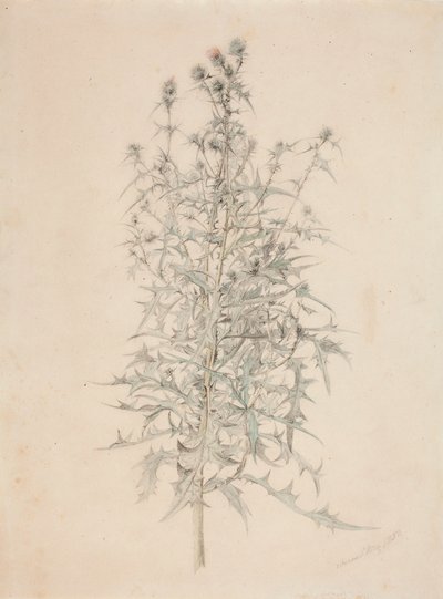 Cardo da Werner Holmberg