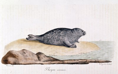 Foca comune - disegno di Werner da Werner Werner