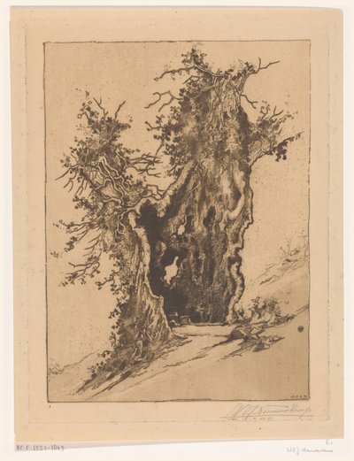 Albero cavo vicino a Seelisberg in Svizzera da Wijnand Otto Jan Nieuwenkamp (signed by artist)