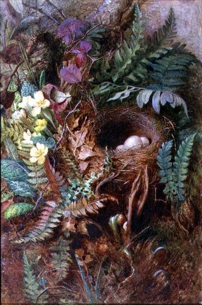 Nido di Uccelli da Wilfred Jenkins
