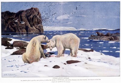 Oceano artico con due orsi polari, trichechi e uccelli (gabbiani, alche e urie). Basato su un acquerello di W. Kuhnert da Wilhelm (after) Kuhnert