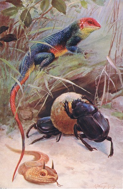 A Gama, Vipera cornuta e Scarabeo sacro, illustrazione da Wildlife of the World, c.1910 da Wilhelm Kuhnert