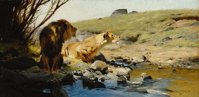 Un leone e una leonessa a un ruscello da Wilhelm Kuhnert
