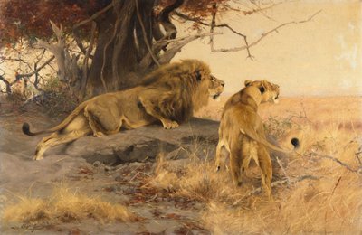 Un Leone e una Leonessa nella Savana da Wilhelm Kuhnert