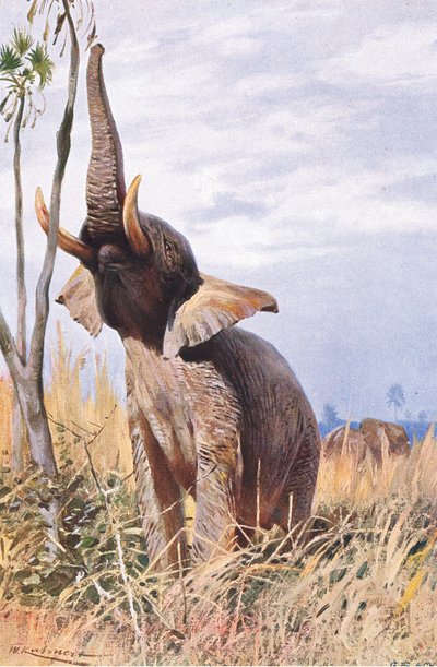 Elefante africano, illustrazione da Wildlife of the World, c.1910 da Wilhelm Kuhnert