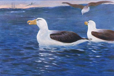 Albatros, illustrazione da Fauna del Mondo, c.1910 da Wilhelm Kuhnert