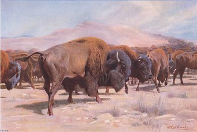 Bisonte americano, da Wildlife of the World pubblicato da Frederick Warne & Co, c.1900 da Wilhelm Kuhnert