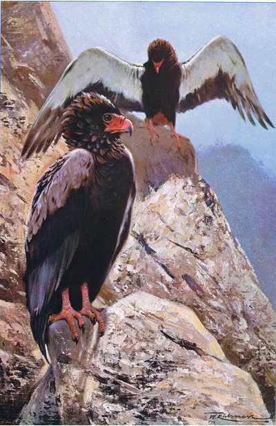 Aquila Bateleur, illustrazione da Wildlife of the World, c.1910 da Wilhelm Kuhnert