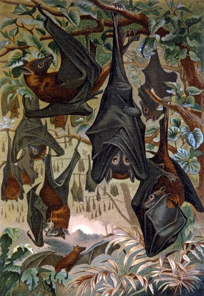 Pipistrelli da Wilhelm Kuhnert