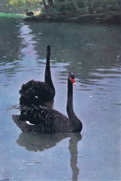 Cigno Nero, illustrazione da Fauna del Mondo, c.1910 da Wilhelm Kuhnert