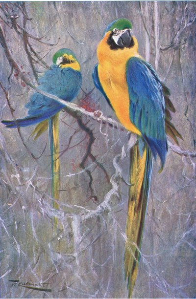 Ara blu e gialla, da Wildlife of the World pubblicato da Frederick Warne & Co, c.1900 da Wilhelm Kuhnert