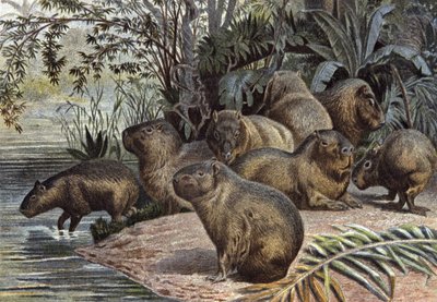 Capibara da Wilhelm Kuhnert