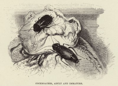 Scarafaggi, adulti e immaturi da Wilhelm Kuhnert