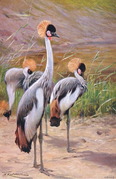 Gru coronata, illustrazione da Wildlife of the World, c.1910 da Wilhelm Kuhnert