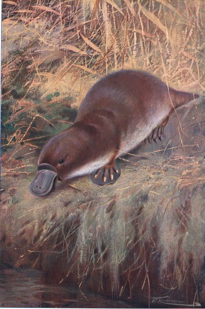 Ornitorinco, illustrazione da Fauna del Mondo, c.1910 da Wilhelm Kuhnert