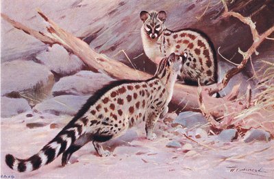 Genetta di Dungola, illustrazione da Wildlife of the World, c.1910 da Wilhelm Kuhnert
