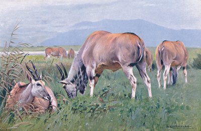 Eland, illustrazione da Wildlife of the World, c.1910 da Wilhelm Kuhnert