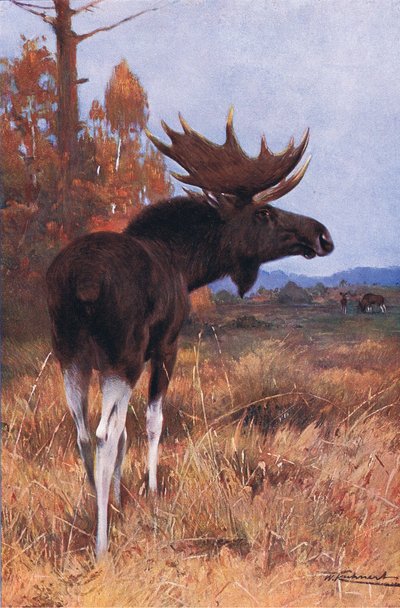 Alce o alce americano, da Wildlife of the World pubblicato da Frederick Warne & Co, c.1900 da Wilhelm Kuhnert