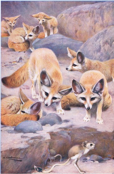 Fennec e Jerboa, illustrazione da Wildlife of the World, c.1910 da Wilhelm Kuhnert