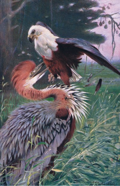Airone gigante e aquila di mare, illustrazione da Wildlife of the World, c.1910 da Wilhelm Kuhnert