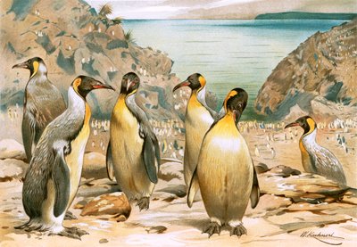 Pinguini giganti da Wilhelm Kuhnert