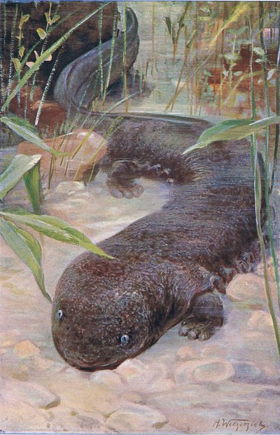 Salamandra gigante, da Wildlife of the World pubblicato da Frederick Warne & Co, c.1900 da Wilhelm Kuhnert