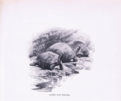 Tartarughe Giganti, illustrazione da Fauna del Mondo, c.1910 da Wilhelm Kuhnert