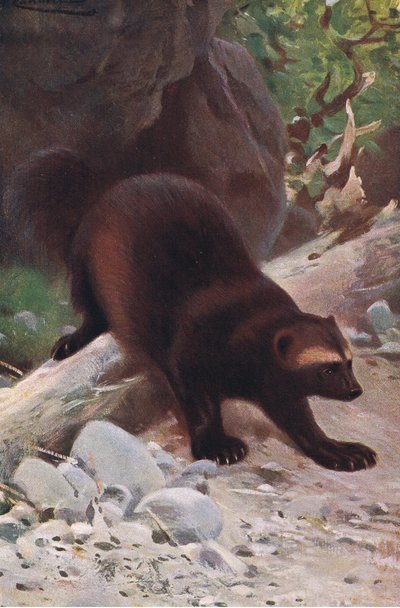 Ghiottone o wolverine, da Wildlife of the World pubblicato da Frederick Warne & Co, c.1900 da Wilhelm Kuhnert
