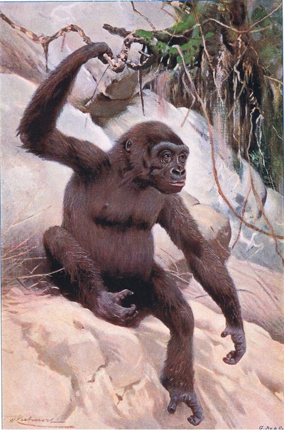 Gorilla, illustrazione da Wildlife of the World, c.1910 da Wilhelm Kuhnert