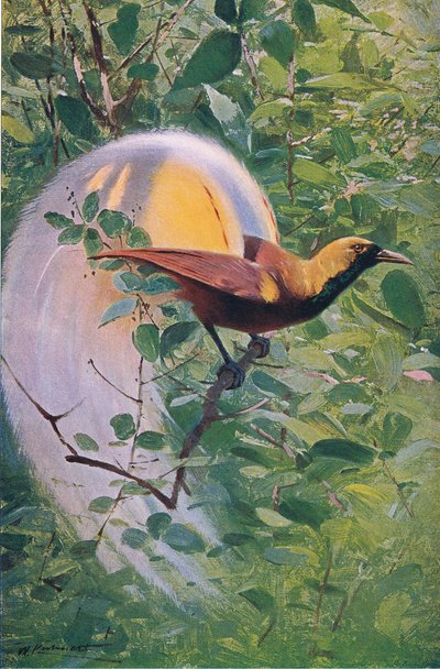 Grande Uccello del Paradiso, illustrazione da Fauna del Mondo, c.1910 da Wilhelm Kuhnert