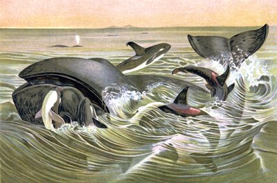 Balene della Groenlandia da Wilhelm Kuhnert