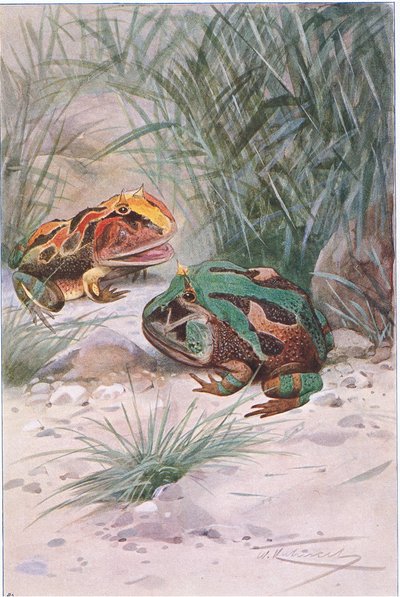 Rana cornuta, da Wildlife of the World pubblicato da Frederick Warne & Co, c.1900 da Wilhelm Kuhnert