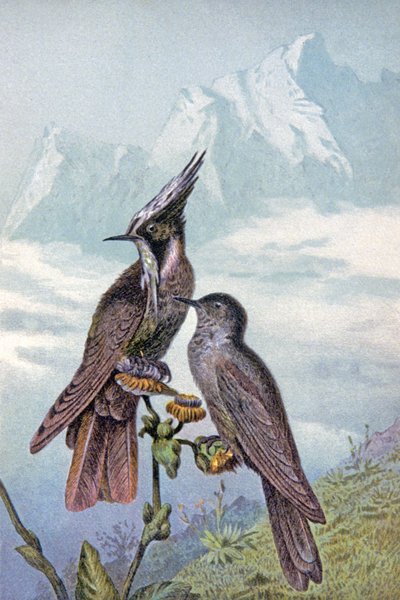 Maschera di colibrì, c.1910 (illustrazione) da Wilhelm Kuhnert