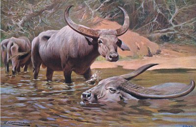 Bufalo indiano, da Wildlife of the World pubblicato da Frederick Warne & Co, c.1900 da Wilhelm Kuhnert