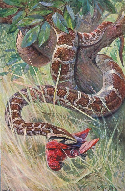 Pitone indiano, da Wildlife of the World pubblicato da Frederick Warne & Co, c.1900 da Wilhelm Kuhnert