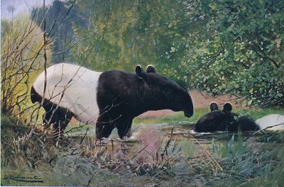 Tapir indiano, da Wildlife of the World pubblicato da Frederick Warne & Co, c.1900 da Wilhelm Kuhnert