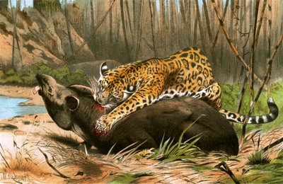 Giaguaro che uccide un tapiro da Wilhelm Kuhnert