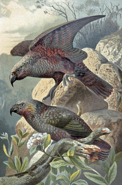 Kea, Nestor notabilis, c.1910 (illustrazione) da Wilhelm Kuhnert
