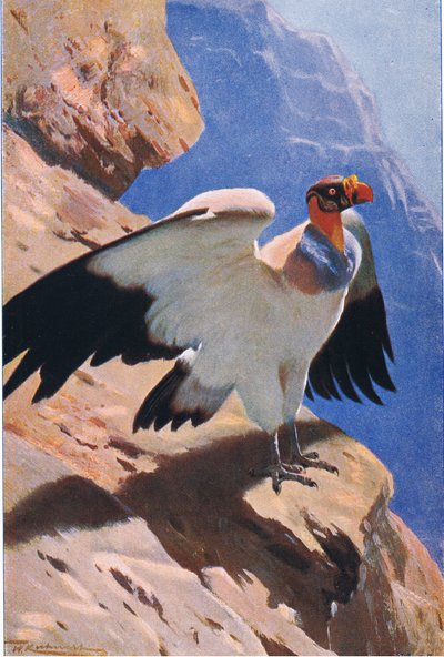 Avvoltoio reale, da Wildlife of the World pubblicato da Frederick Warne & Co, c.1900 da Wilhelm Kuhnert