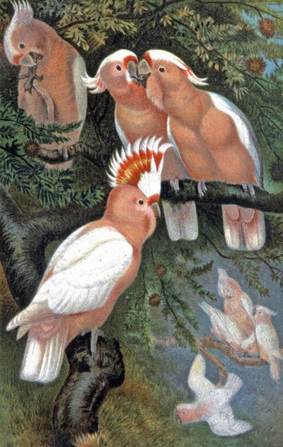 Cacatua di Leadbeater da Wilhelm Kuhnert