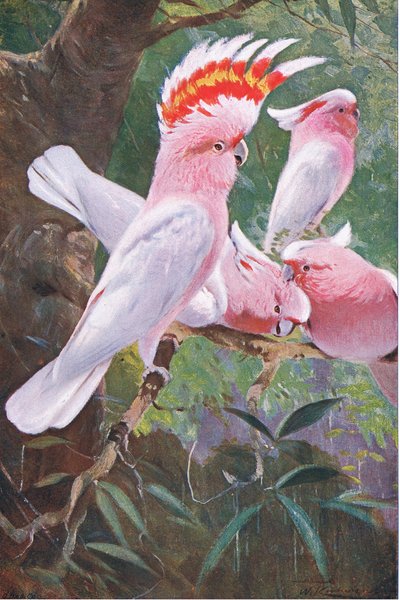 Cacatua di Leadbeater, illustrazione da Fauna del Mondo, c.1910 da Wilhelm Kuhnert