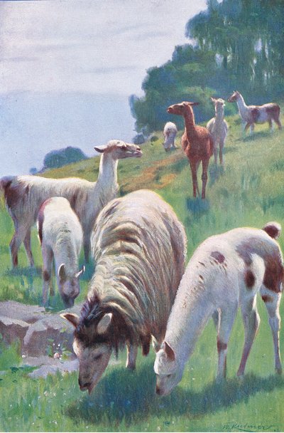 Lama, da Wildlife of the World pubblicato da Frederick Warne & Co, c.1900 da Wilhelm Kuhnert