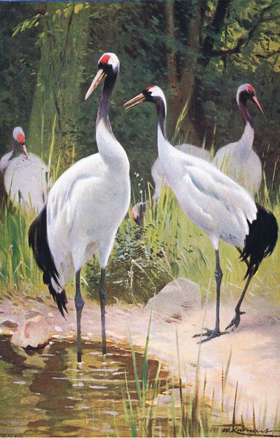 Gru della Manciuria, da Wildlife of the World pubblicato da Frederick Warne & Co, c.1900 da Wilhelm Kuhnert