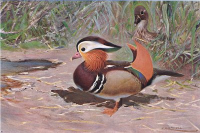 Anatra mandarina, da Wildlife of the World pubblicato da Frederick Warne & Co, c.1900 da Wilhelm Kuhnert