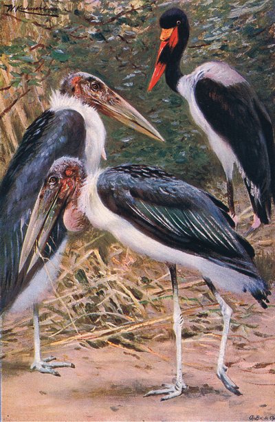 Marabù e Jabiru, illustrazione da Wildlife of the World, c.1910 da Wilhelm Kuhnert